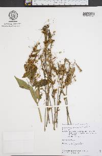 Cuscuta gronovii image