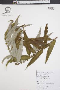 Salix caroliniana image