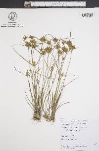 Cyperus flavescens image