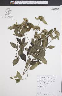 Pycnanthemum incanum image