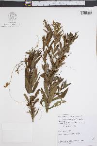 Cuscuta gronovii image