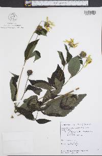 Helianthus tuberosus image