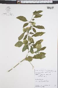 Physalis longifolia image