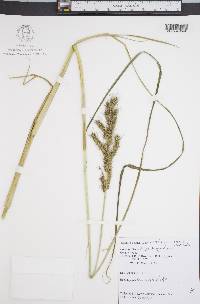Echinochloa muricata var. muricata image