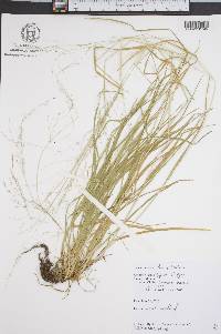 Poa sylvestris image