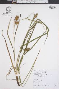 Carex typhina image