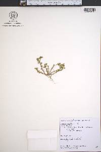 Scleranthus annuus image