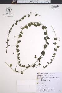 Cymbalaria muralis image