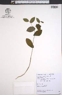 Uvularia perfoliata image