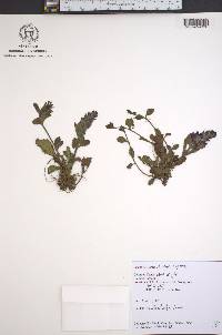 Ajuga reptans image
