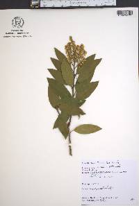Pieris floribunda image