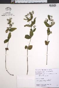 Houstonia purpurea image
