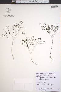 Paronychia canadensis image