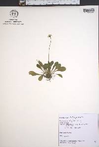 Bellis perennis image