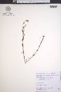 Hypericum canadense image