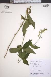 Silene stellata image