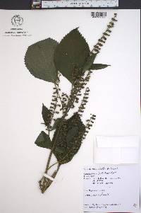 Perilla frutescens image