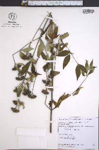Pycnanthemum incanum image