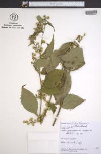 Solidago flexicaulis image