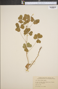 Oxalis grandis image