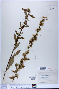 Solidago erecta image