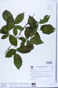 Rubus argutus image