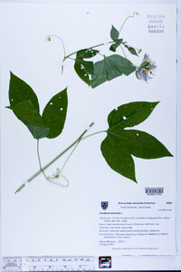 Passiflora incarnata image