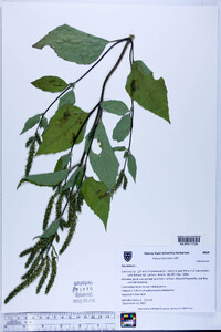 Iva annua image