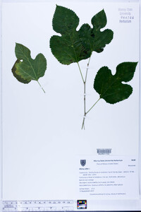 Morus alba image