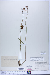 Calopogon barbatus image