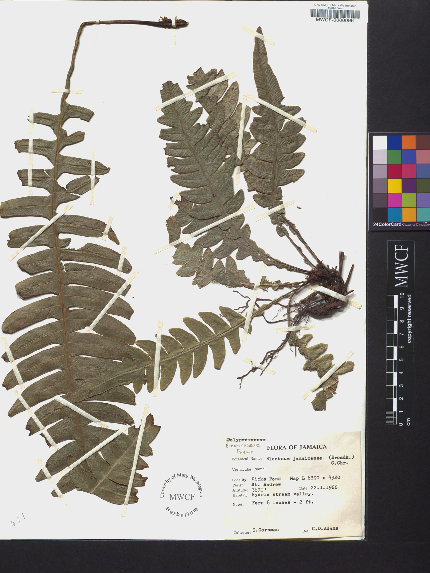 Austroblechnum jamaicense image