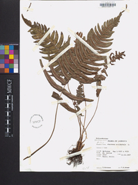 Blechnum occidentale image