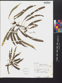 Blechnum polypodioides image