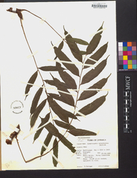 Image of Lomariopsis underwoodii