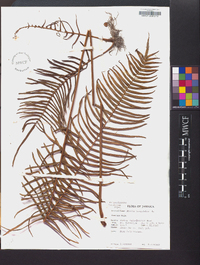 Pteris longifolia image