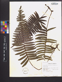 Polypodium loriceum image