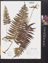 Polypodium loriceum image