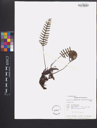 Pleopeltis polypodioides image