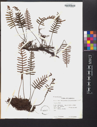 Pleopeltis polypodioides image