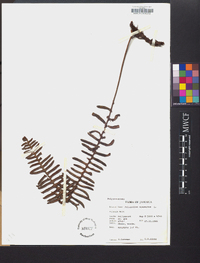 Polypodium squamatum image