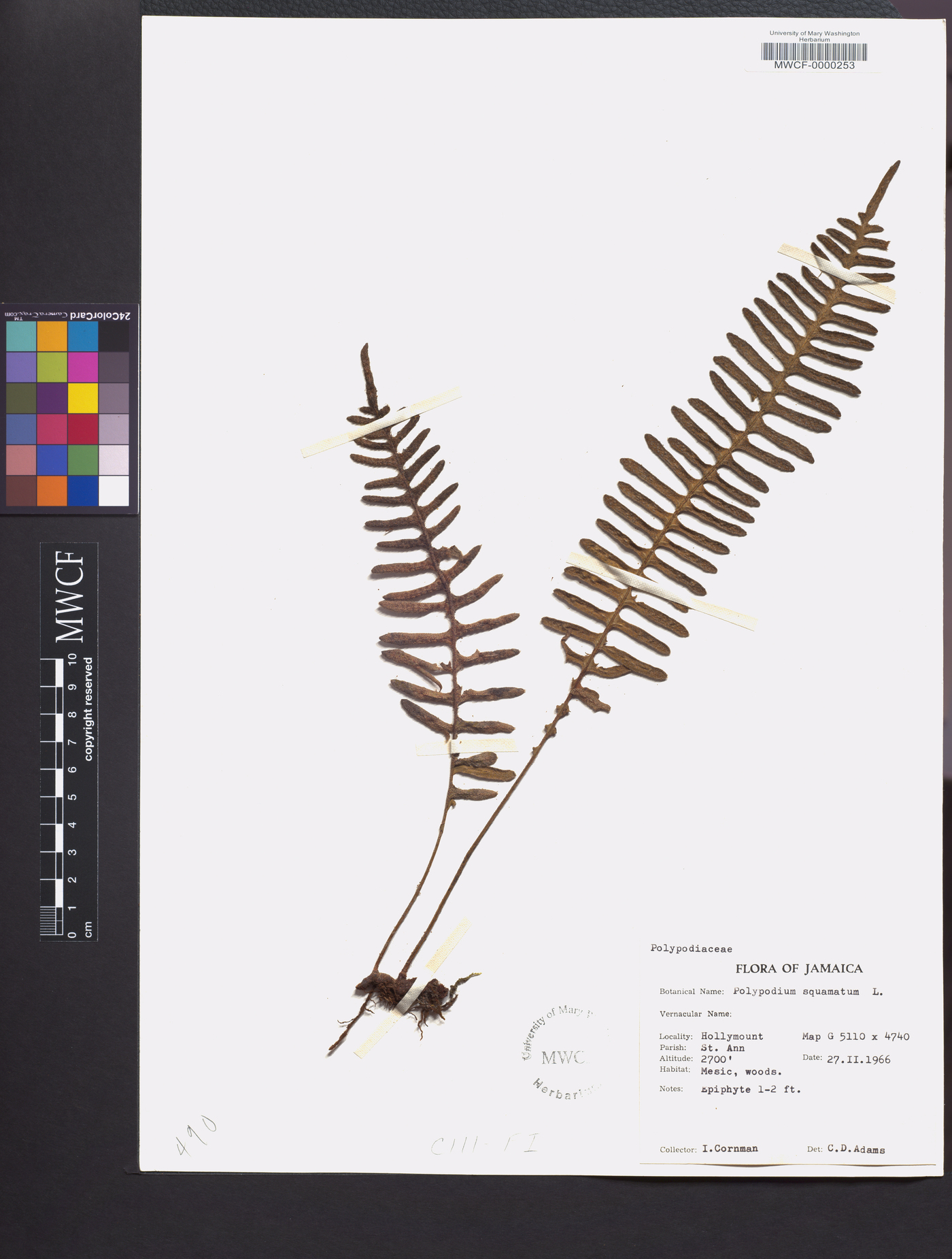 Polypodium squamatum image