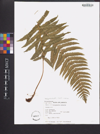 Thelypteris kunthii image