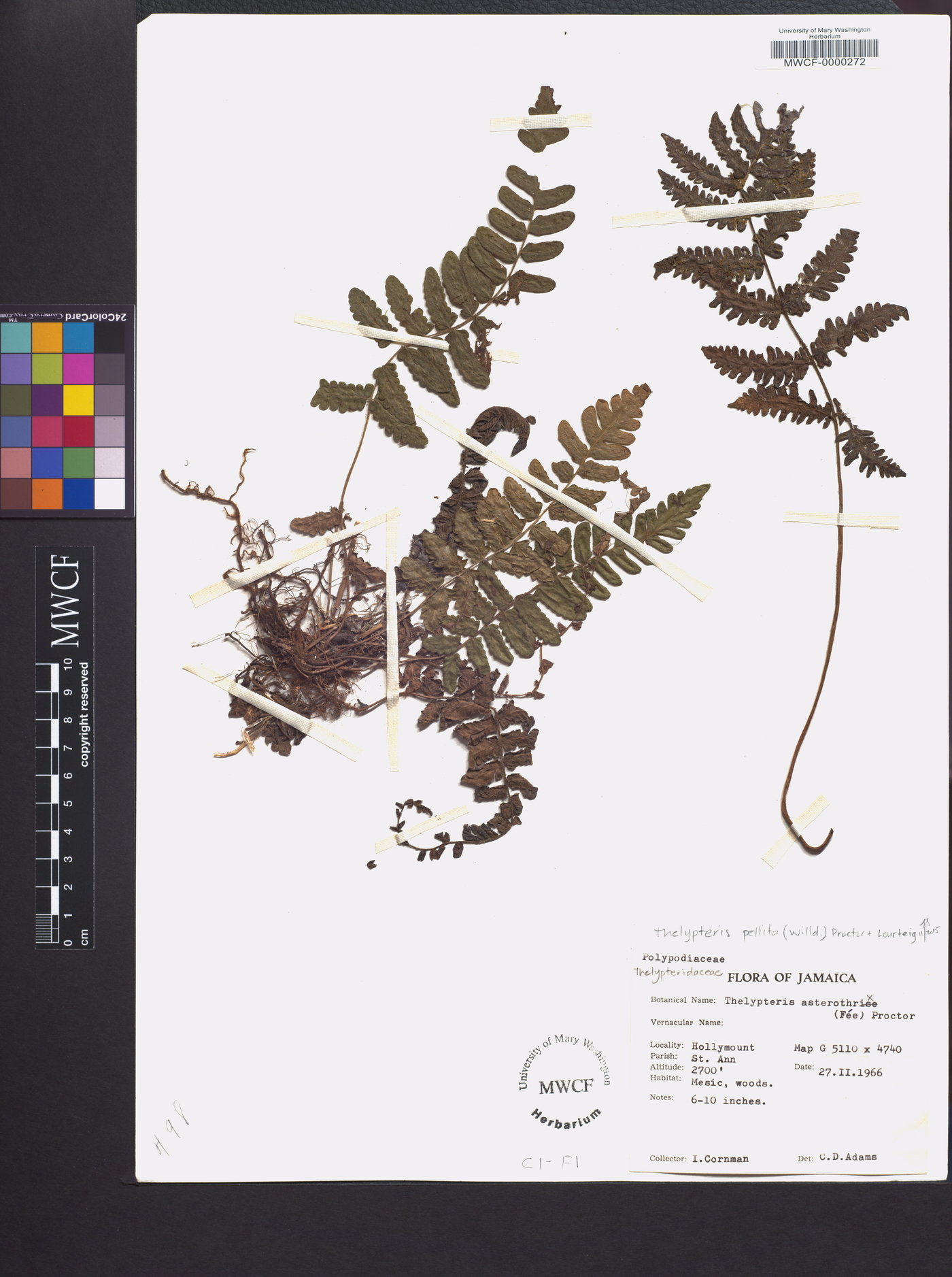 Thelypteris pellita image