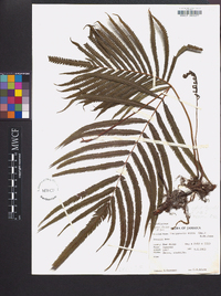 Thelypteris serra image