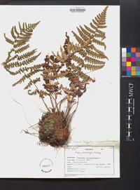 Thelypteris simulata image