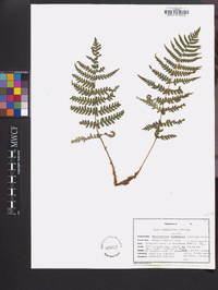 Thelypteris simulata image