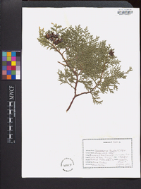 Chamaecyparis thyoides image