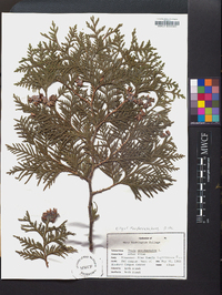 Thuja occidentalis image