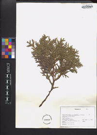 Thuja occidentalis image