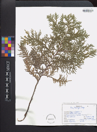 Thuja occidentalis image